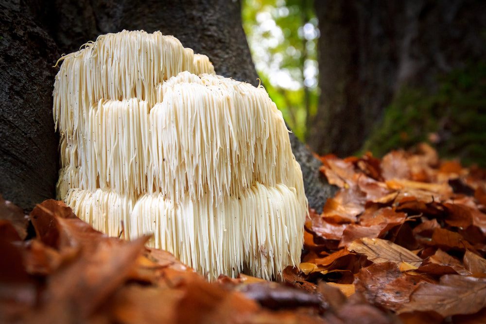 What You Need to Know About Lion's Mane Mushrooms